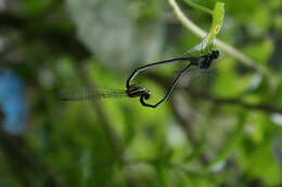 Image de Onychargia Selys 1865