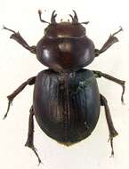 Image of Kauai Flightless Stag Beetle