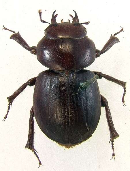 Image of Kauai Flightless Stag Beetle