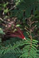 Image de Calliandra houstoniana (Mill.) Standl.