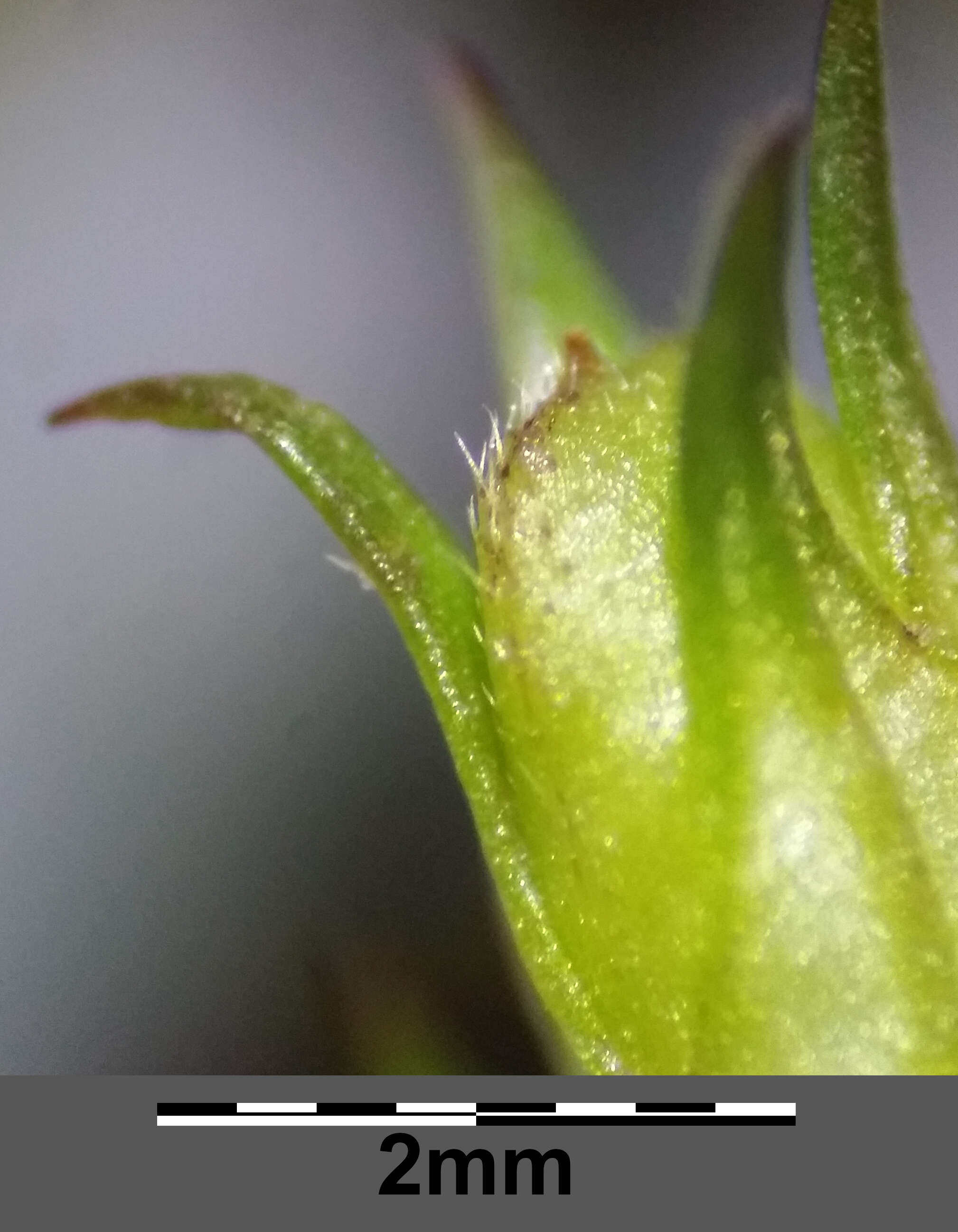 Слика од Euphrasia stricta D. Wolff ex J. F. Lehm.