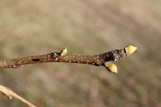 Image of bitternut hickory