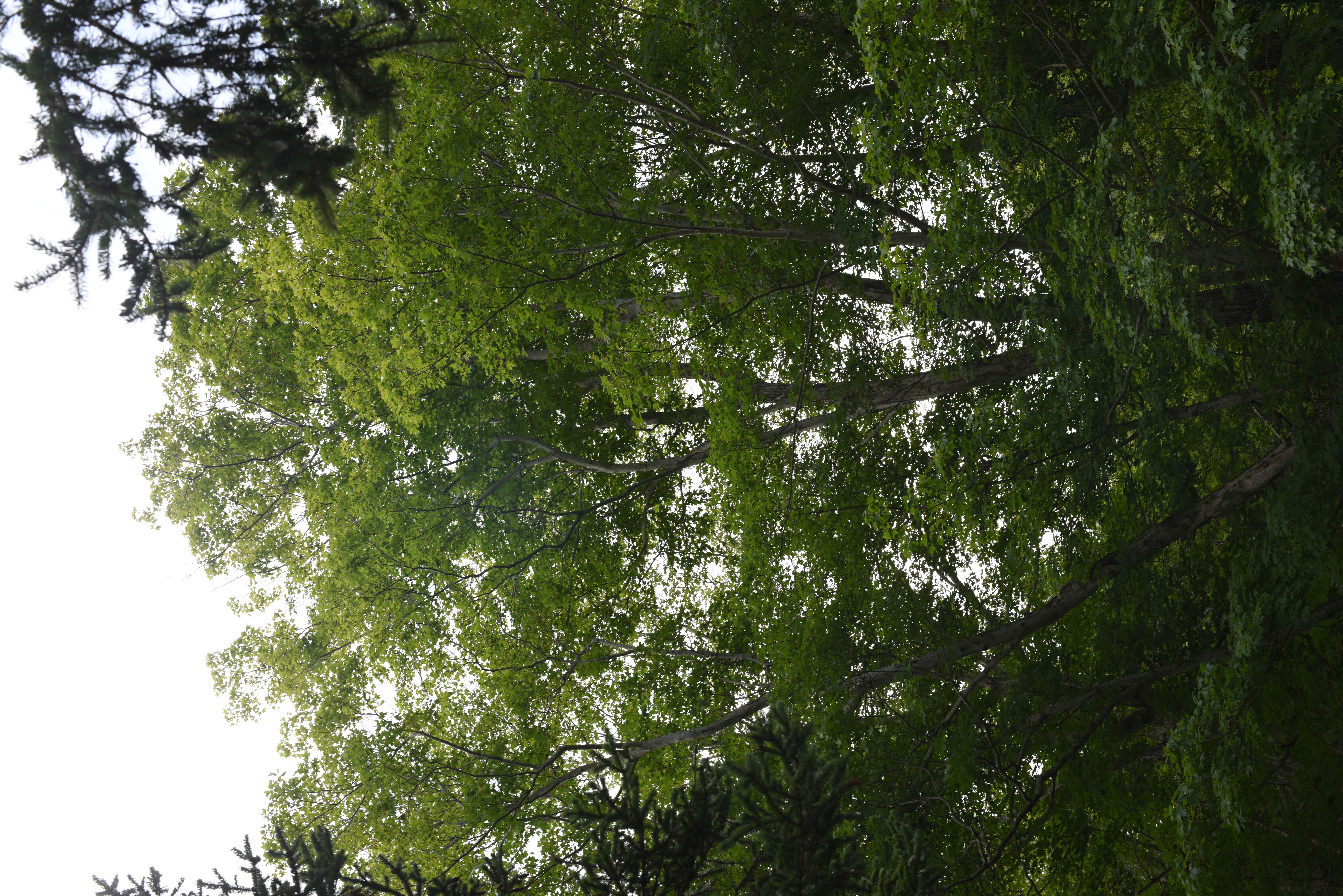 Image of sugar maple