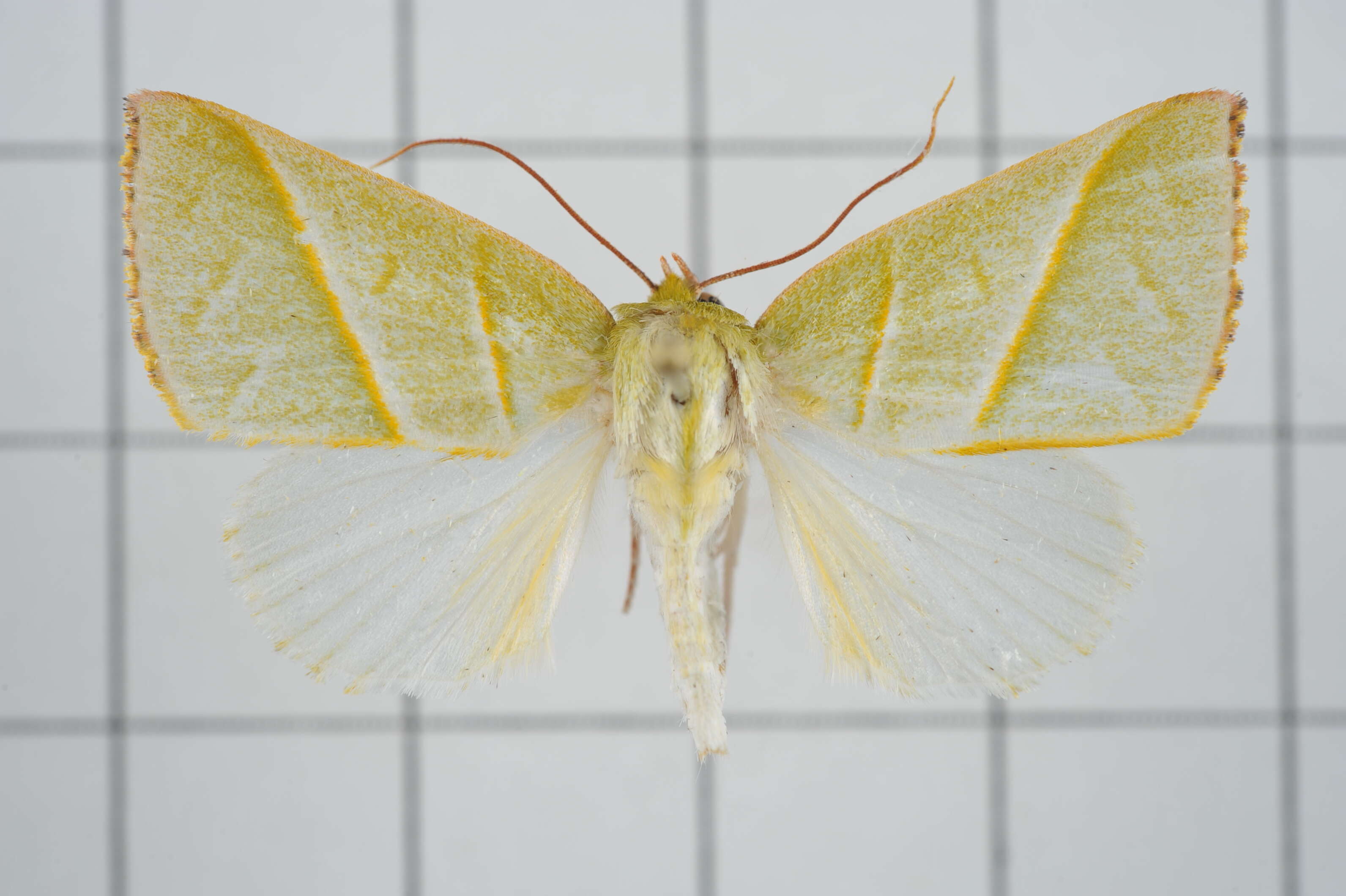 Image of Hylophilodes tsukusensis Nagano 1918