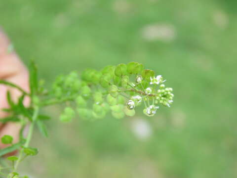 Image of field pennycress