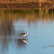 Image of Pied Stilt