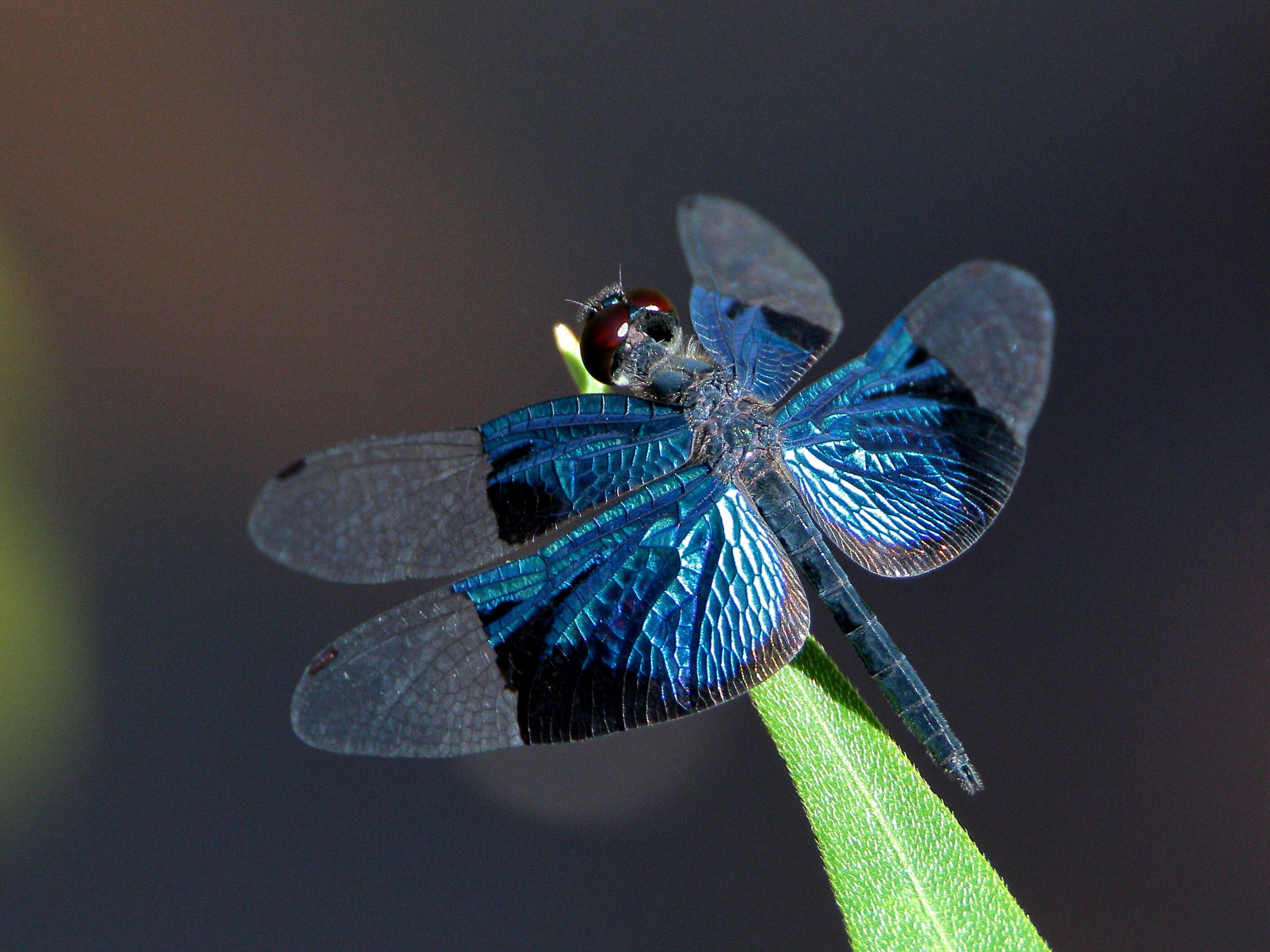 Image of Rhyothemis resplendens Selys 1878