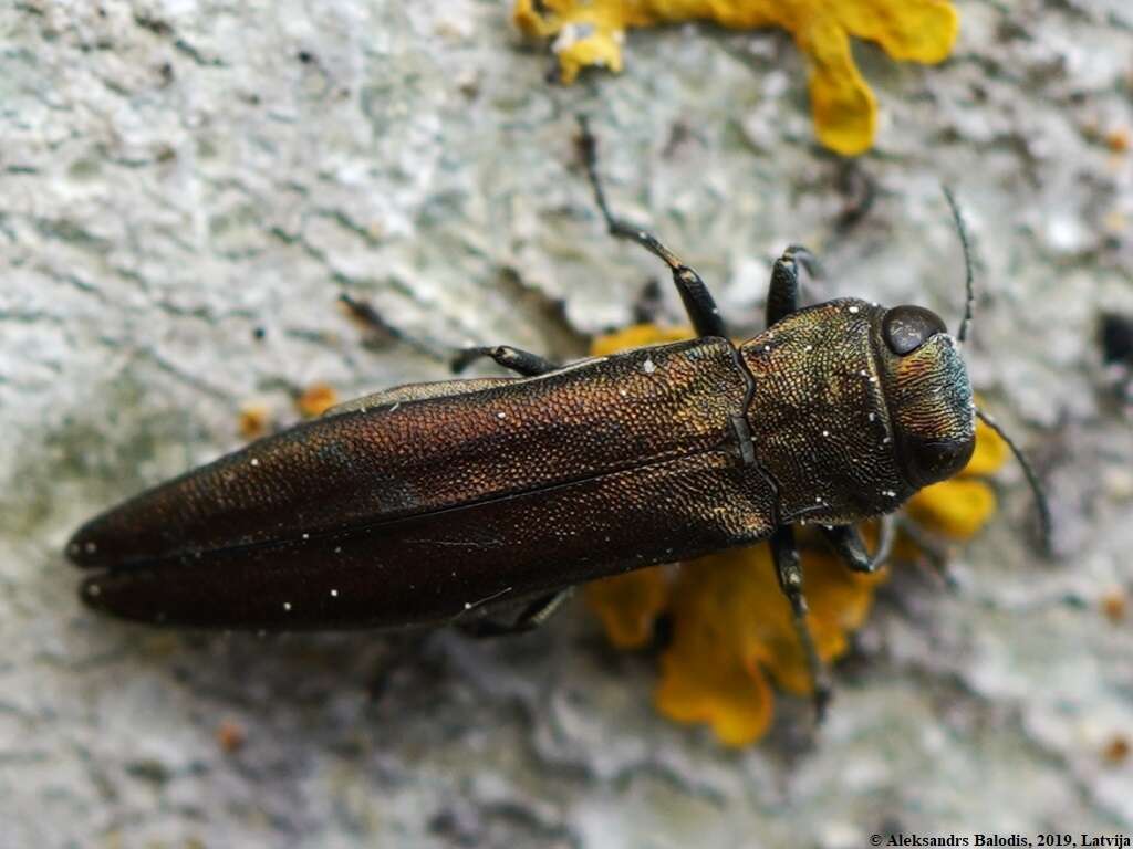 Image of Metallic wood-boring beetle