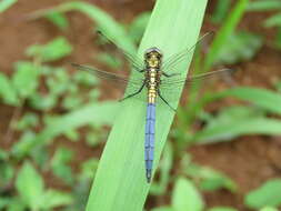 Image of Orthetrum luzonicum (Brauer 1868)