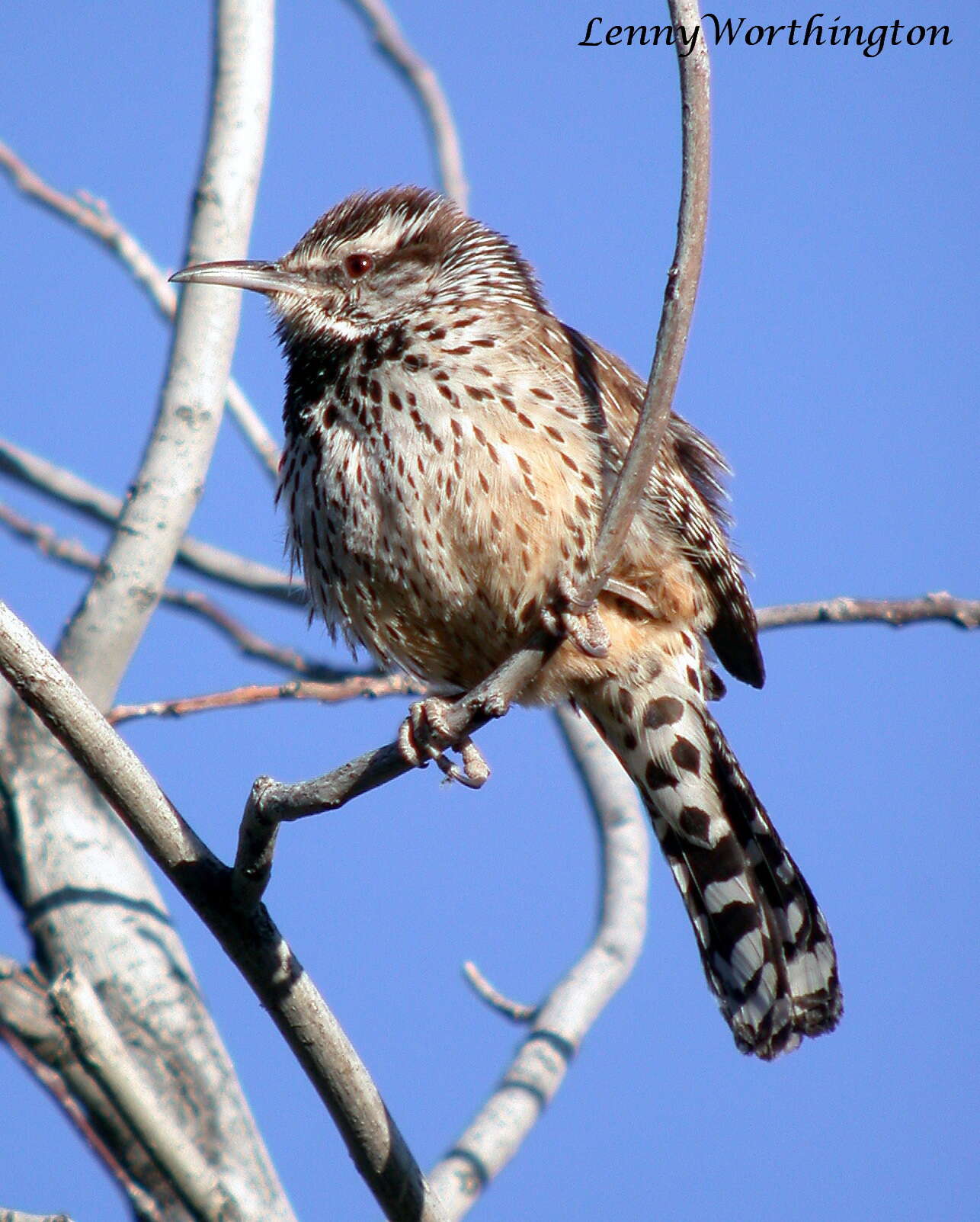 Image of Cactus Wren