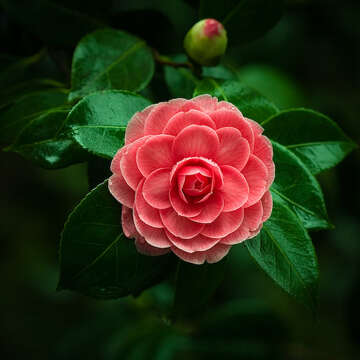 Image of camellia