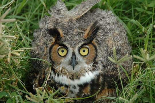 Image of Long-eared Owl