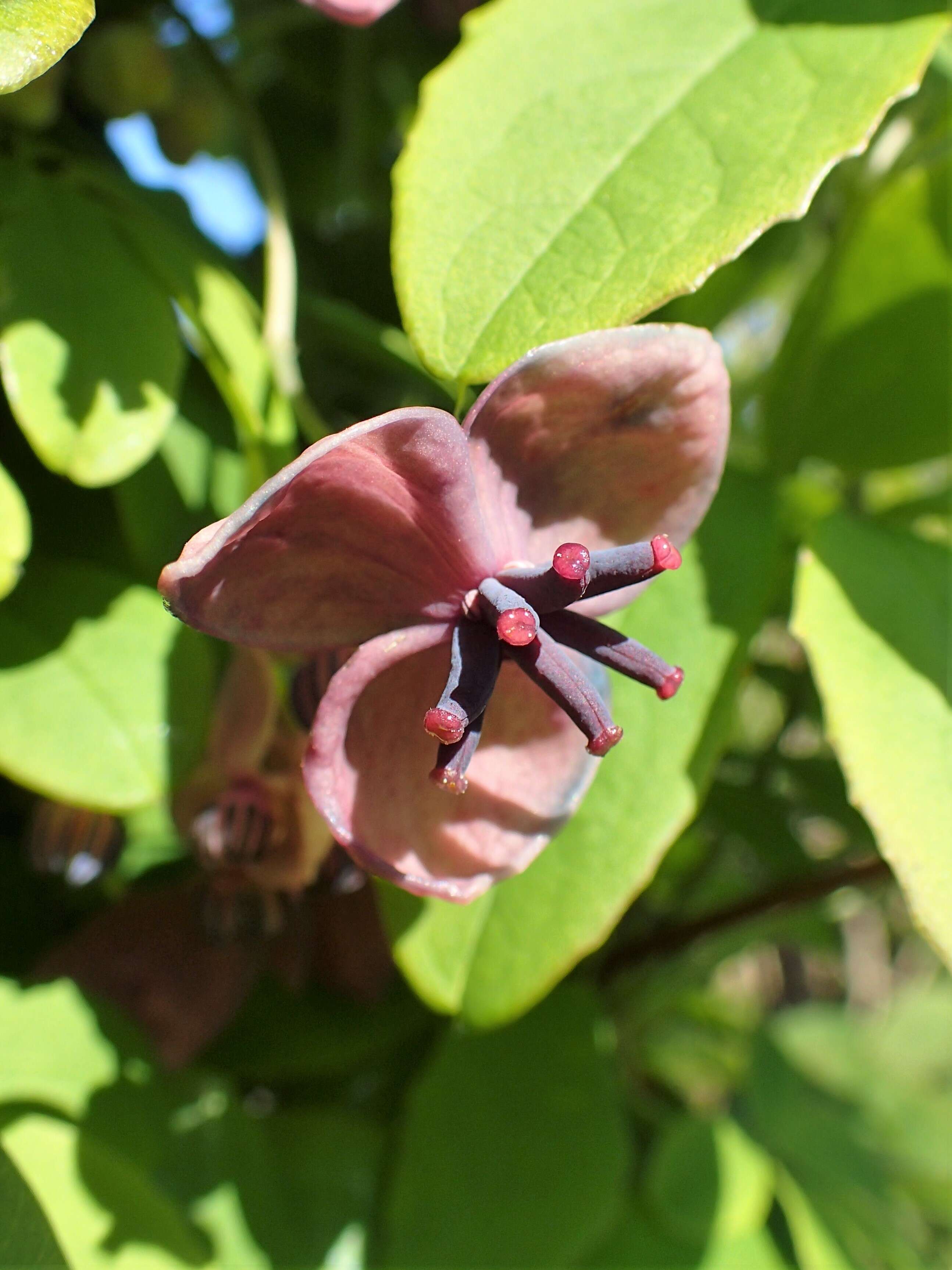 Image of chocolate vine