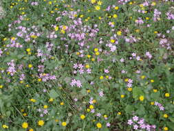 Silene aegyptiaca (L.) L. fil.的圖片