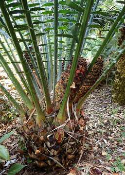 Image of Kwango Giant Cycad