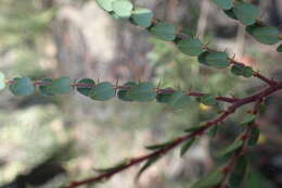 Image of Bossiaea neoanglica
