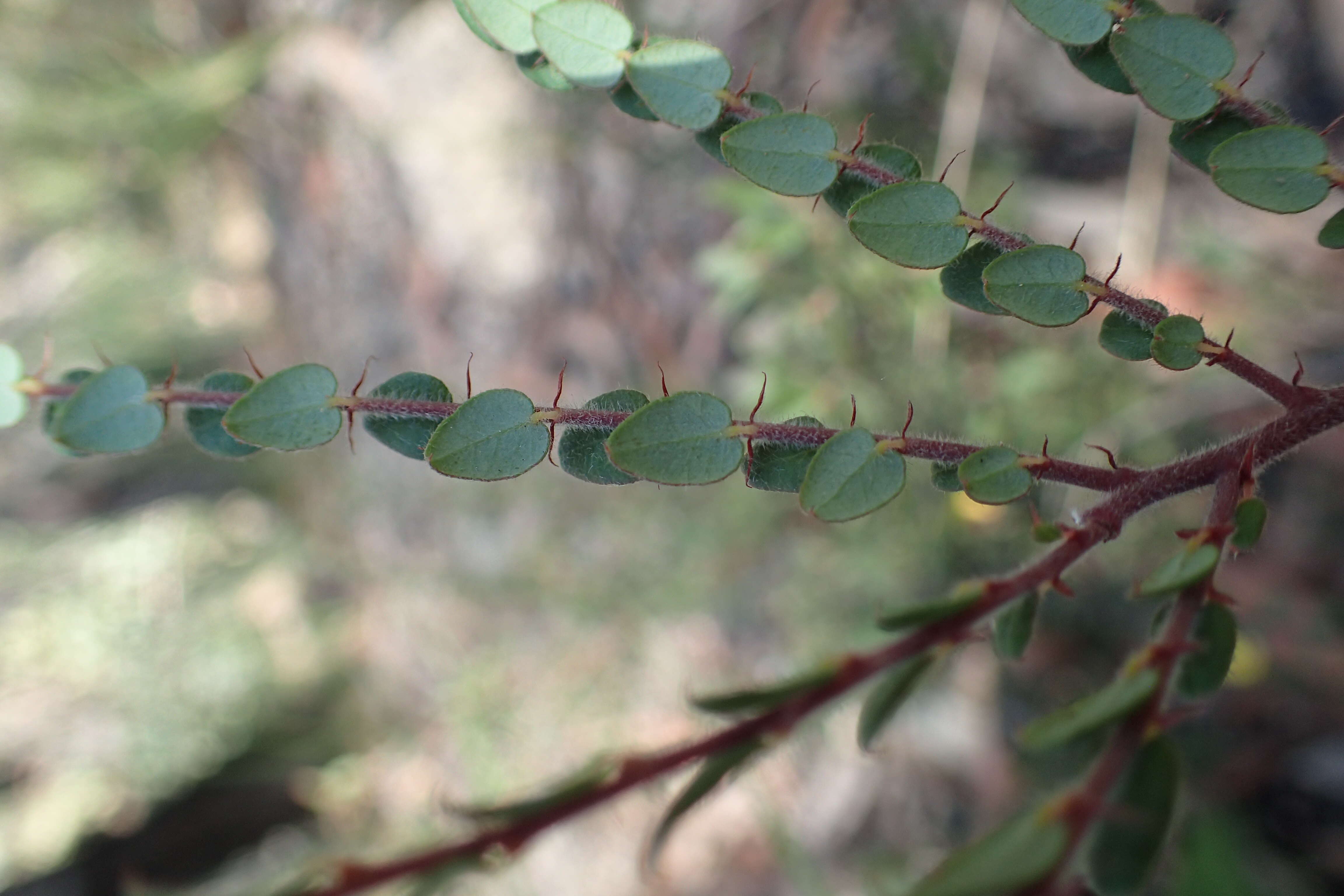 Image of Bossiaea neoanglica