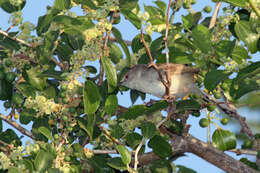 Image of Graceful Prinia