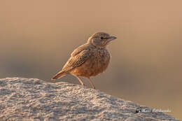 Image of Rufous-tailed Lark