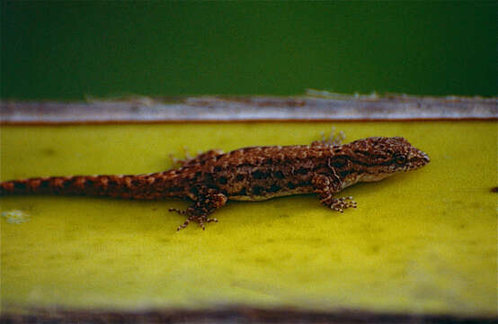 Image of Trinidad Gecko