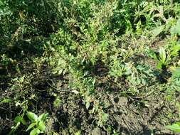 Image of Mediterranean Amaranth