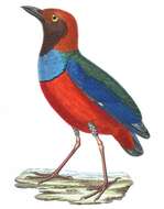 Image of Papuan Pitta