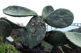 Imagem de Opuntia ficus-indica (L.) Mill.