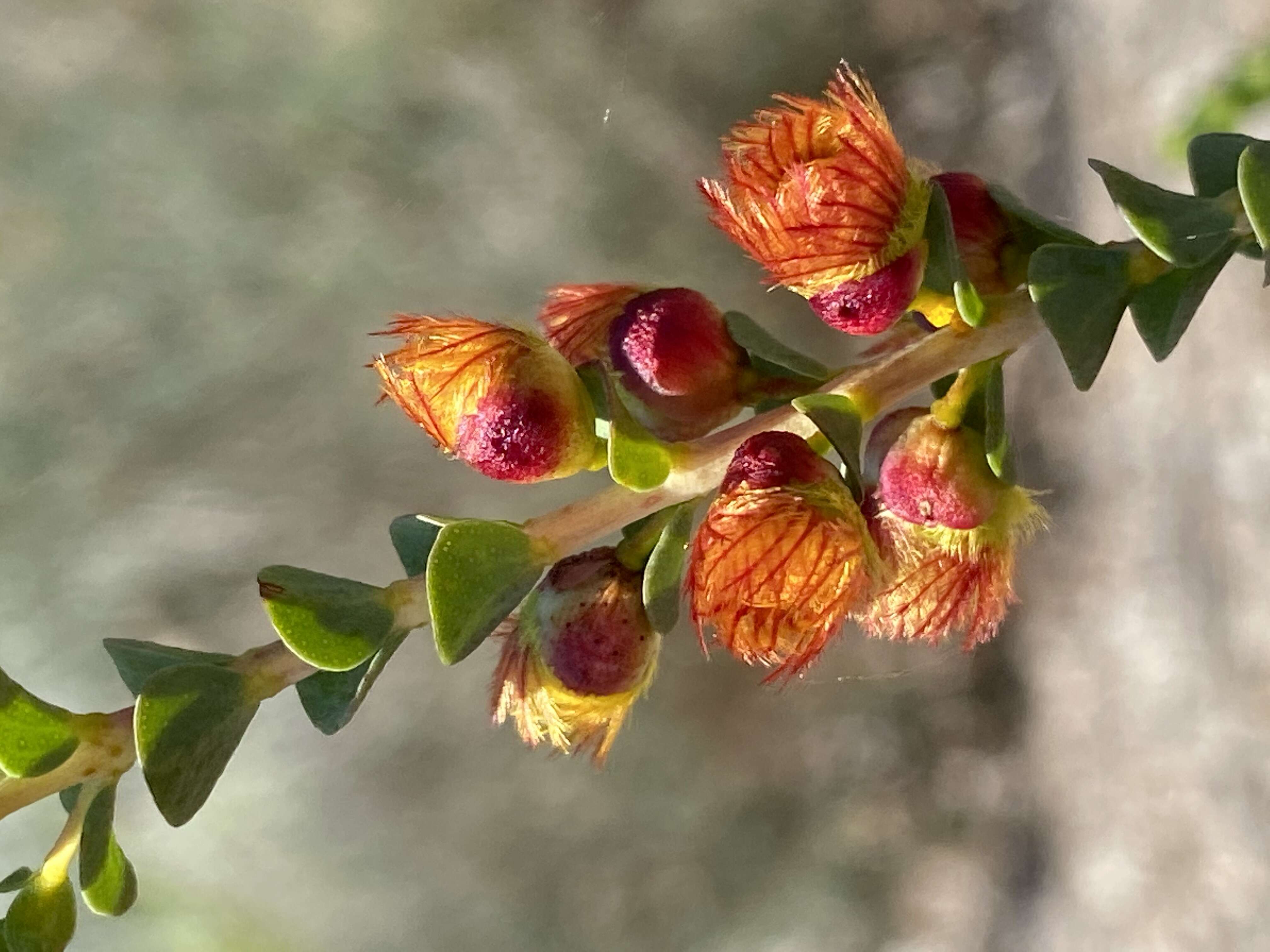 Verticordia dichroma A. S. George resmi