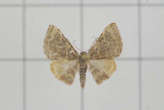 Image of Idaea purpurea Hampson 1891