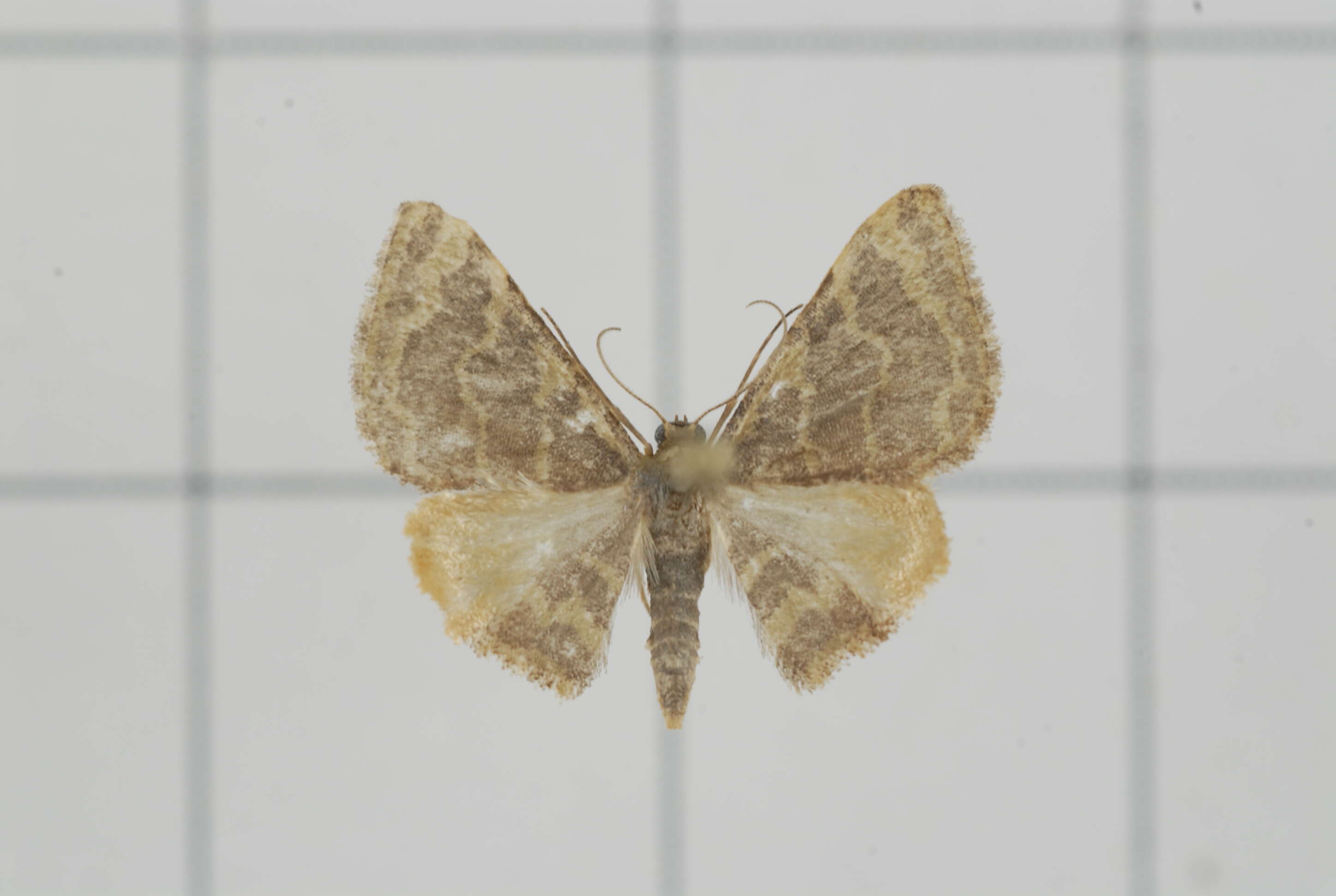 Image of Idaea purpurea Hampson 1891
