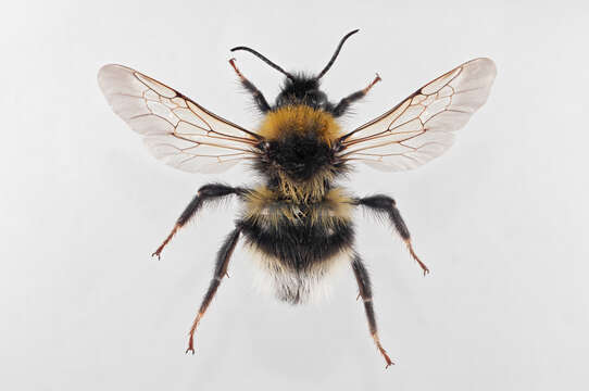 Image of Ashton's Cuckoo Bumblebee