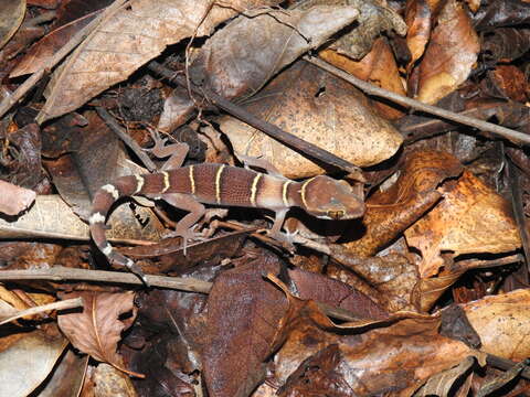 Image of Banded Ground Gecko