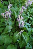 Image of Hosta sieboldii (Paxton) J. W. Ingram