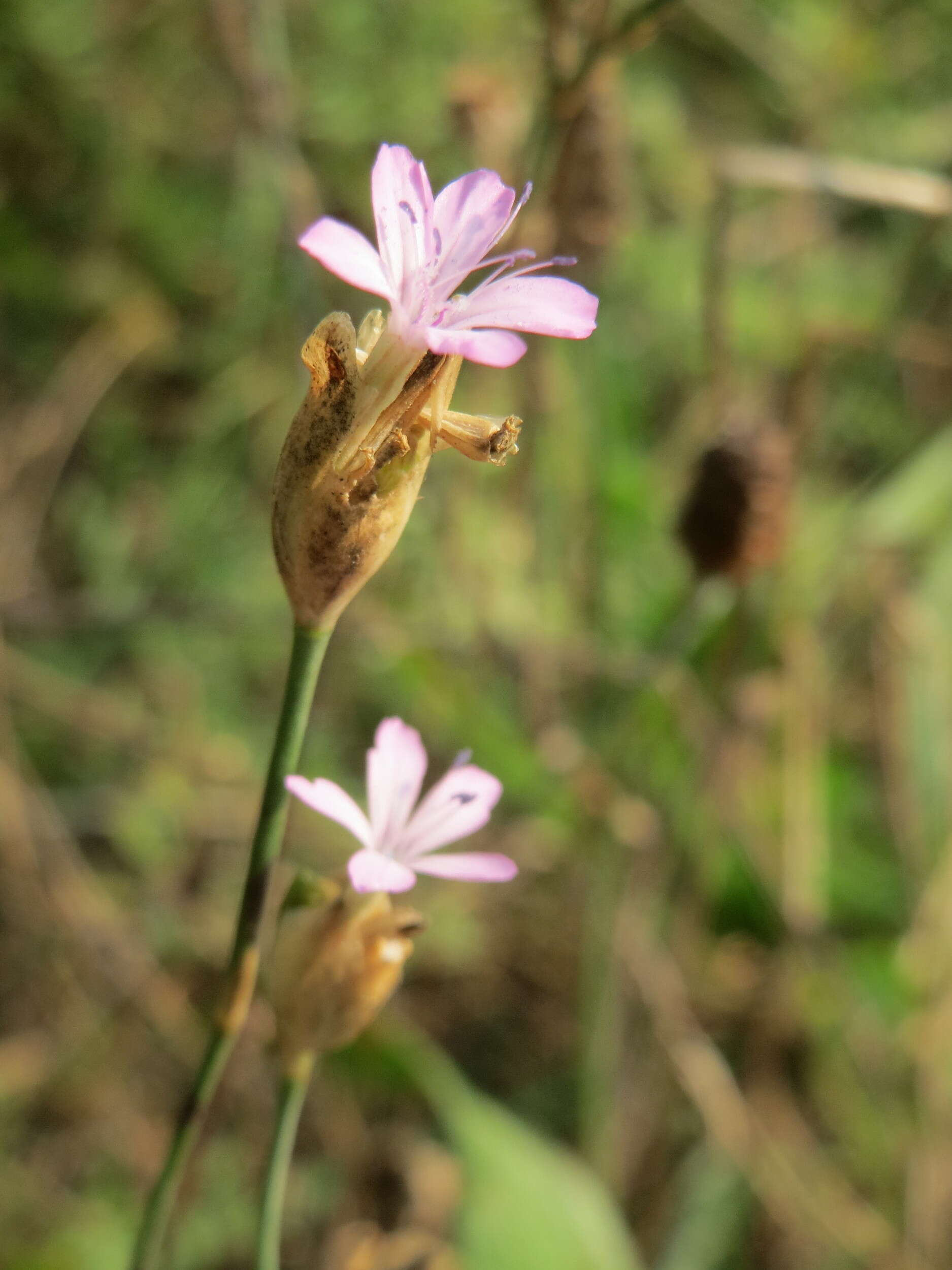 Image of Proliferous Pink