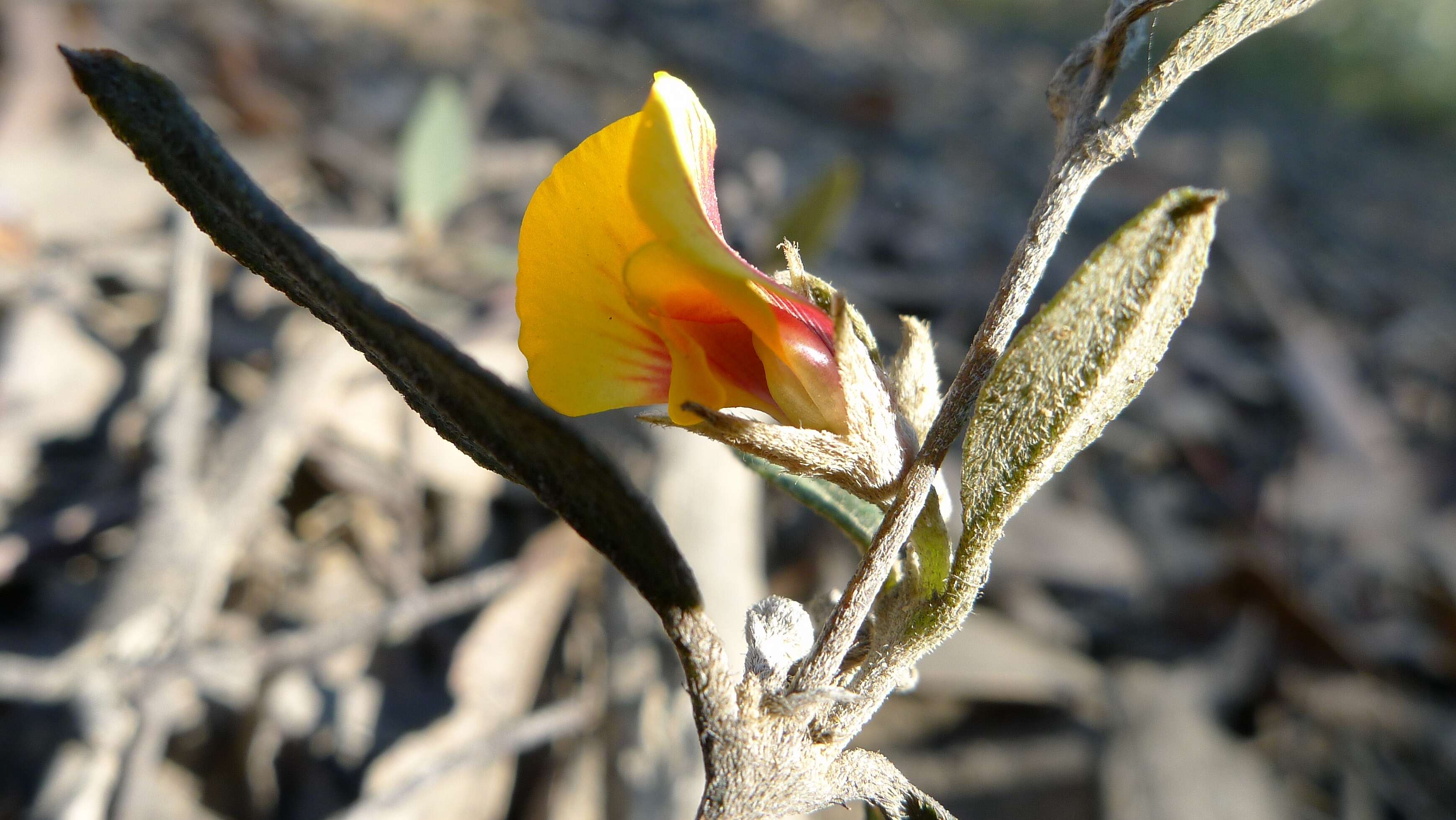 Image of Large-flowered Mirbelia