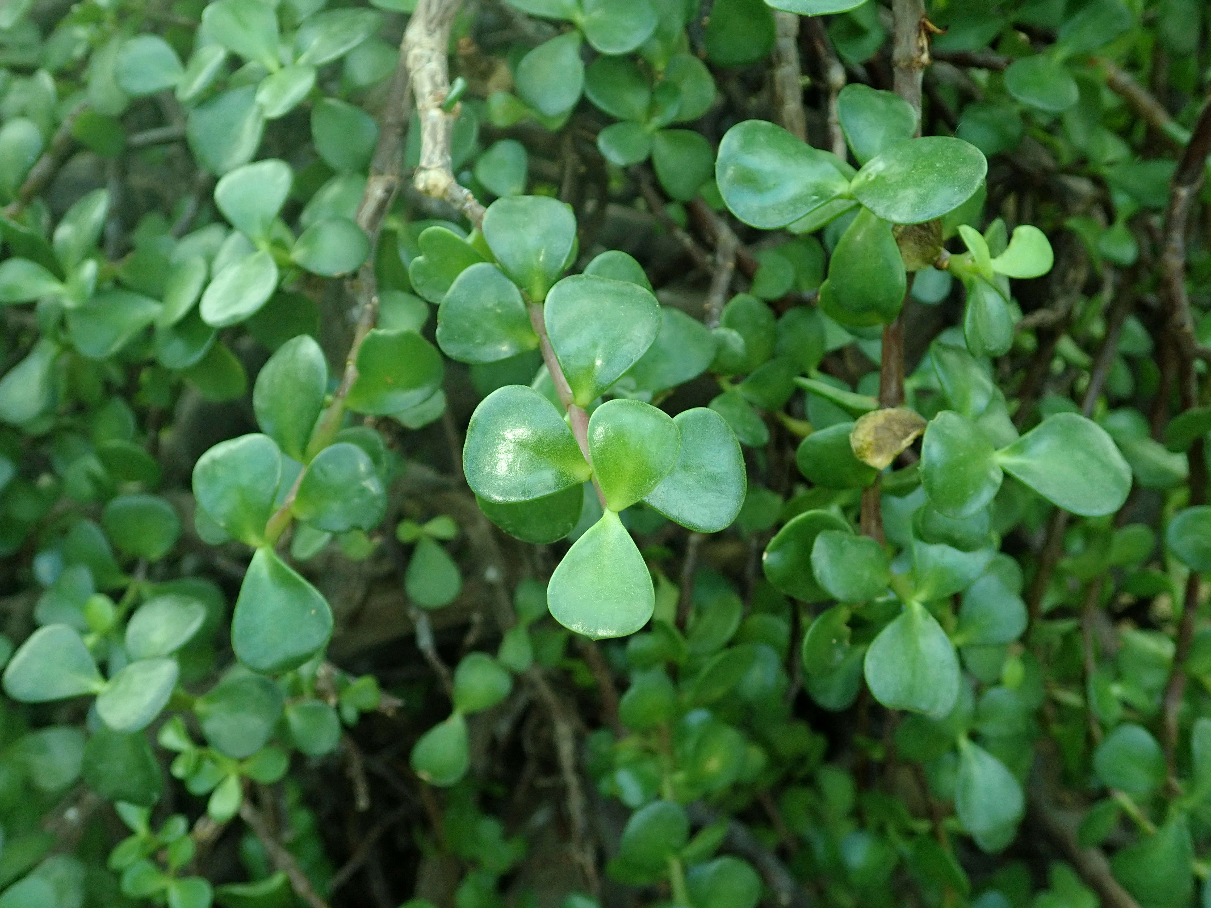 Image of portulacaria