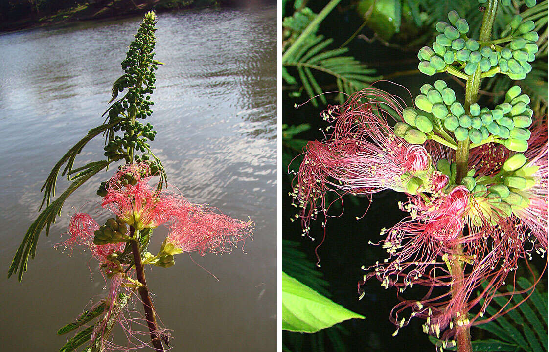 Image de Calliandra houstoniana (Mill.) Standl.