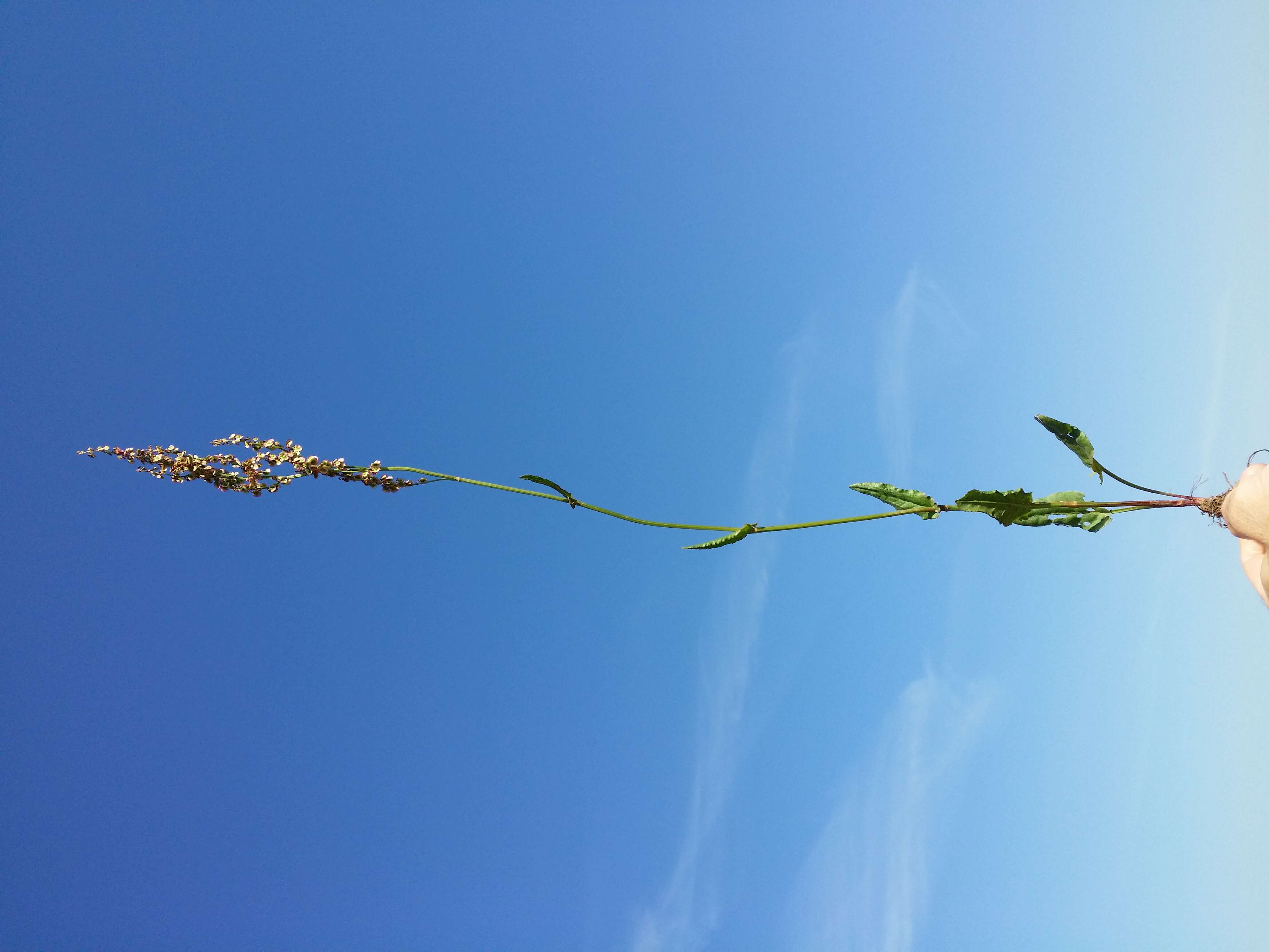 Image of Common Sorrel