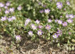 Image of red sandspurry