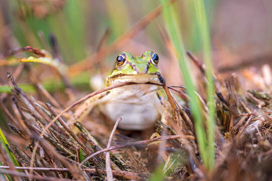 Image of Common frog