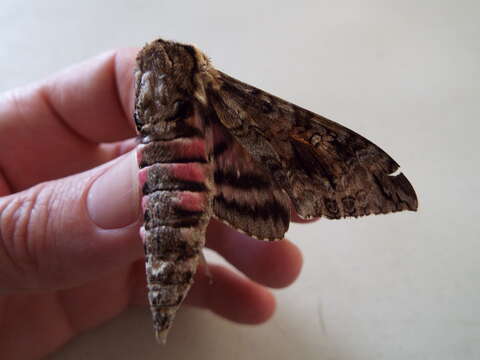 Image of Pink-spotted Hawkmoth