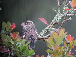 Image of Rose-breasted Grosbeak