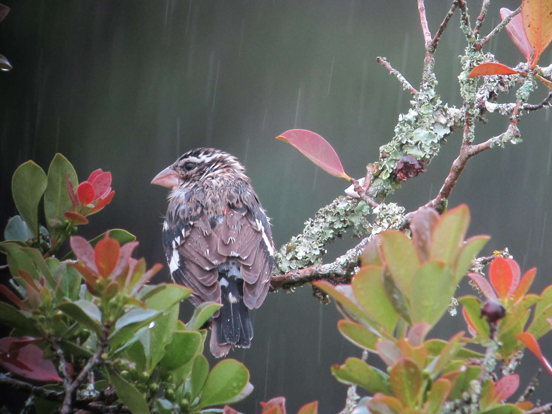 Image of Rose-breasted Grosbeak