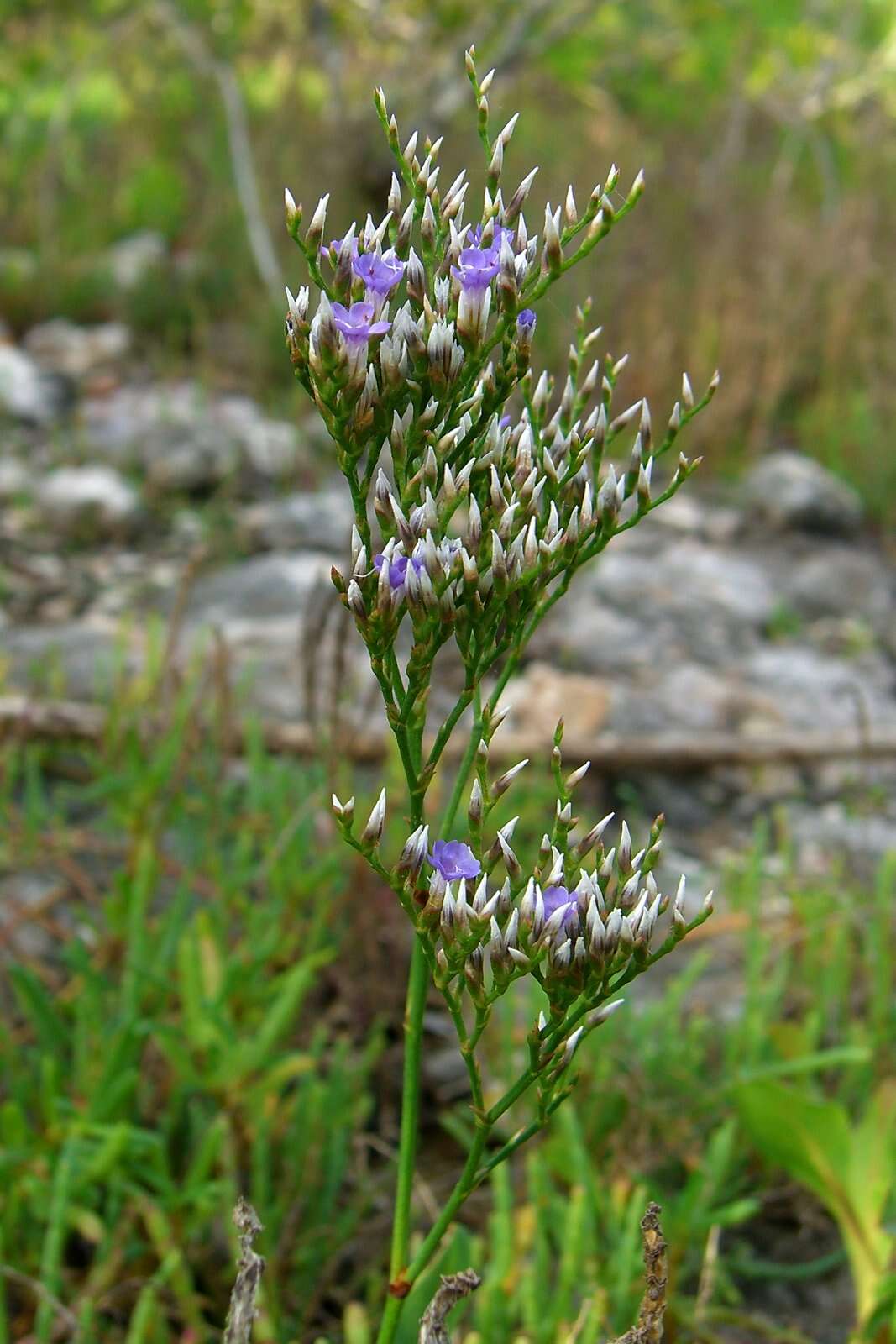 Imagem de Limonium carolinianum (Walt.) Britt.