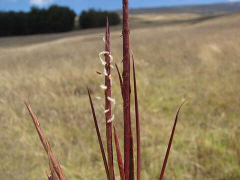 صورة Hemarthria altissima (Poir.) Stapf & C. E. Hubb.