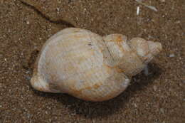 Image of Common whelk