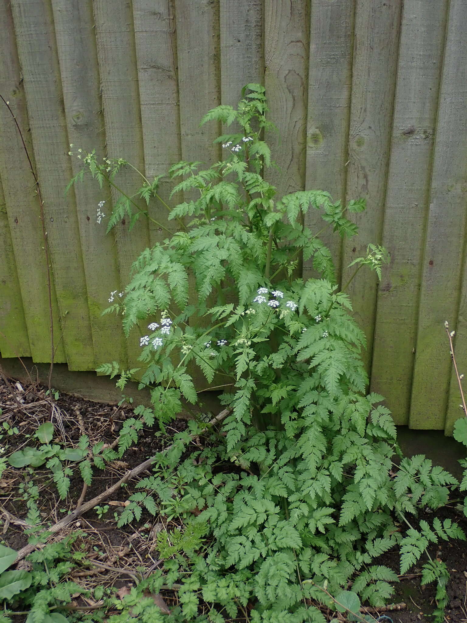 Imagem de Anthriscus sylvestris (L.) Hoffm.