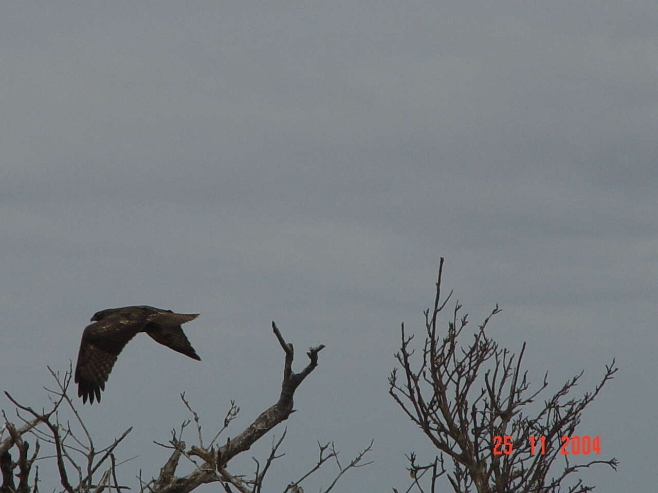 Image of Buteo jamaicensis socorroensis