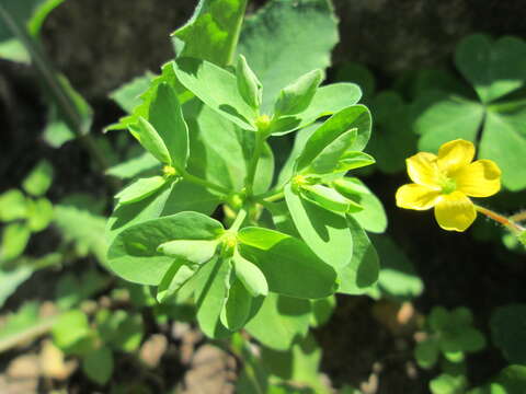 Image of cancer weed