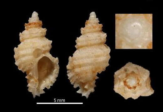 Image of Muricopsis annobonensis Houart & Rolán 2001